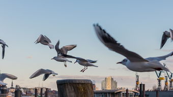 半岛体育下载-澳大利亚乒乓球未来的目标：在全球比赛中稳步前行，澳大利亚乒乓球选手  第2张
